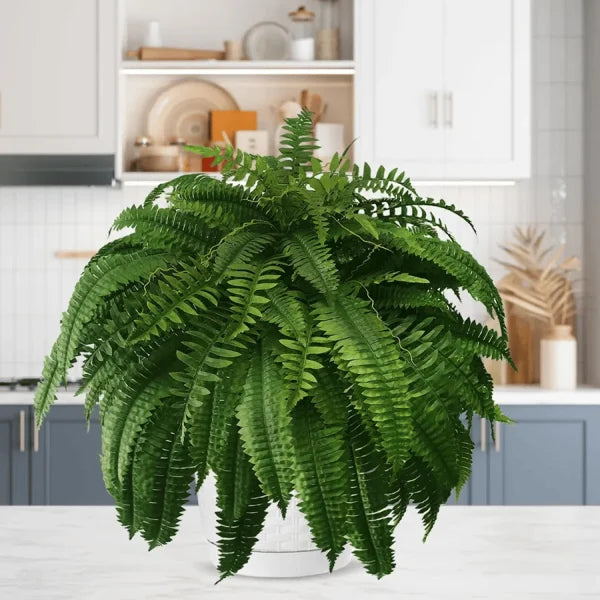 💥 Offre Spéciale Cette Semaine : 19,95 € 🌱GreenGlow™ Fougère Artificielle Ultra-Réaliste Résistante aux UV