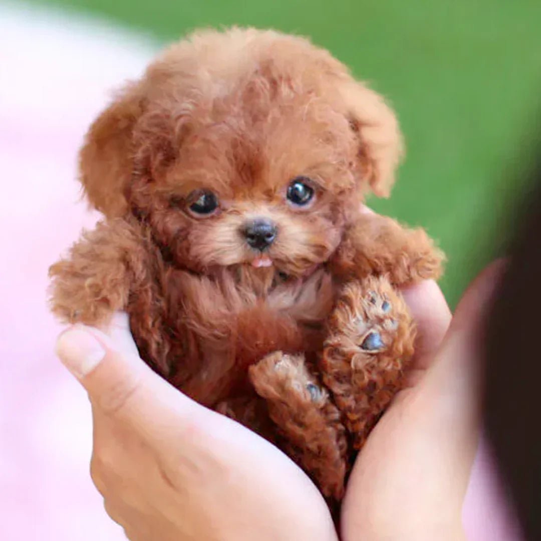 PuppiMate™ Chiot Robotique Ultra-Réaliste avec Mouvements Naturels