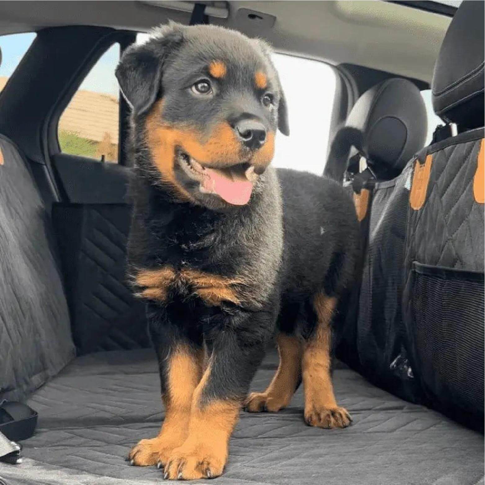 AutoPaws™ – Housse de Siège Auto Robuste pour Chien