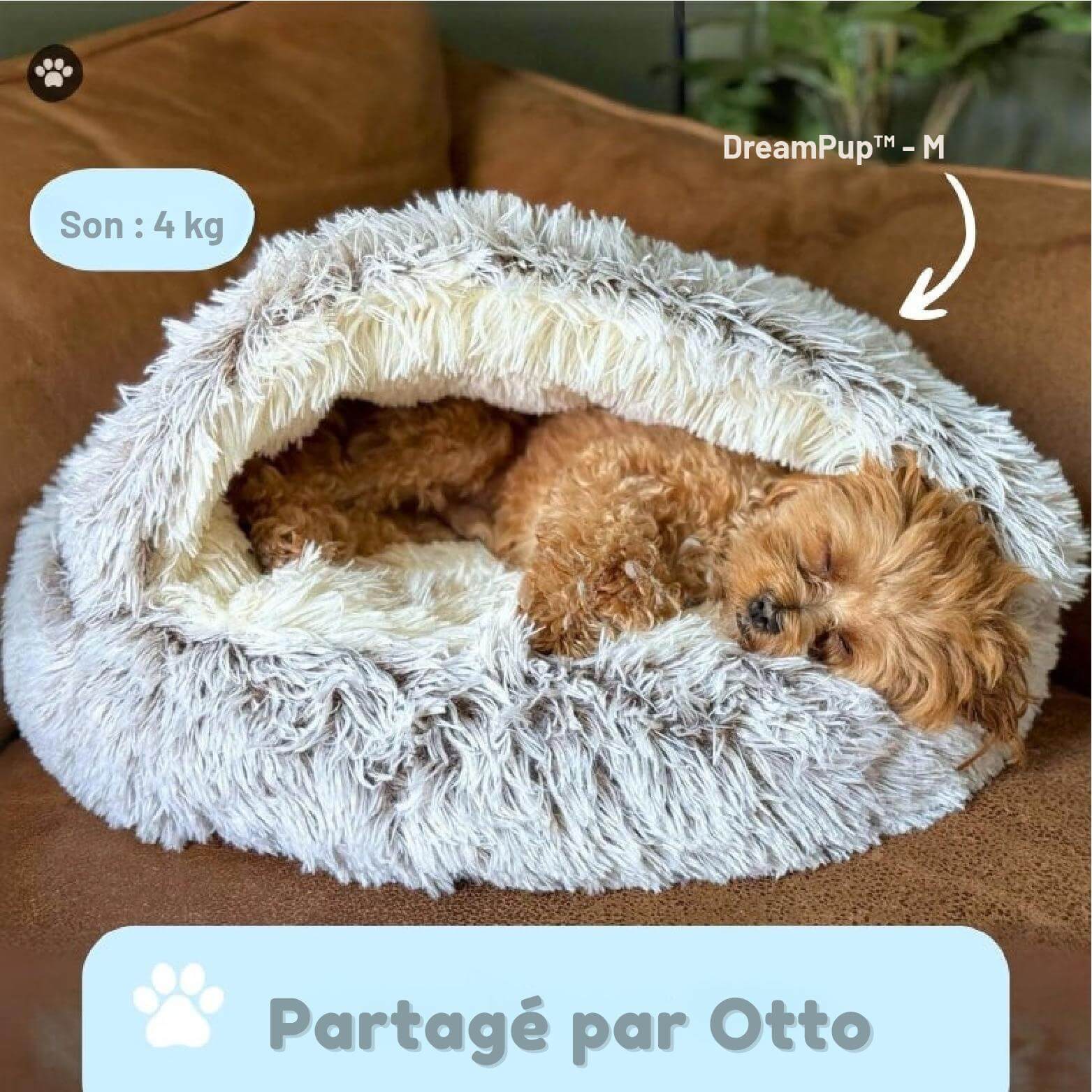 DreamPup™ – Le lit de rêve pour un confort absolu