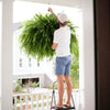 💥 Offre Spéciale Cette Semaine : 19,95 € 🌱GreenGlow™ Fougère Artificielle Ultra-Réaliste Résistante aux UV