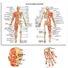 Atlas d'anatomie humaine | Art sur toile - Science Factory